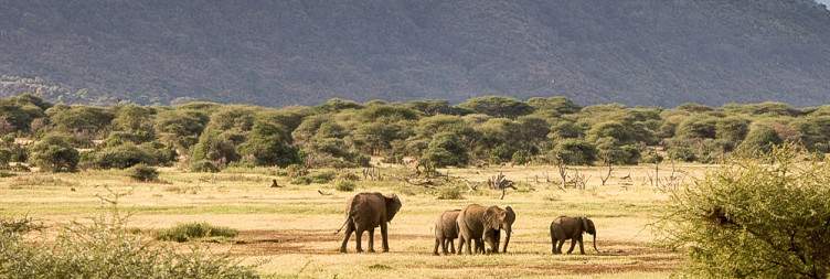 5-Day Tarangire, Serengeti, Ngorongoro Crater& Manyara