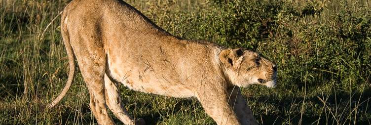 6-Day Amazing Tanzania Big Cats Safari