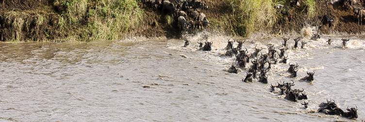 7-Day Wildebeest Migration Mara River Crossing