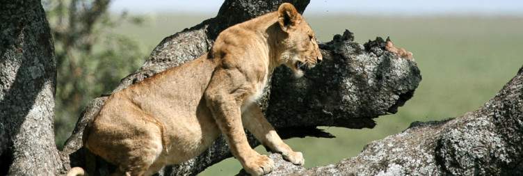 6-Day Tanzania Wildlife up Close