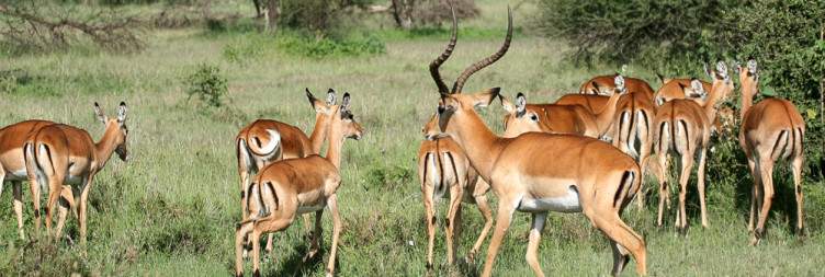 5-Day The Best of Tanzania Wildlife Safari
