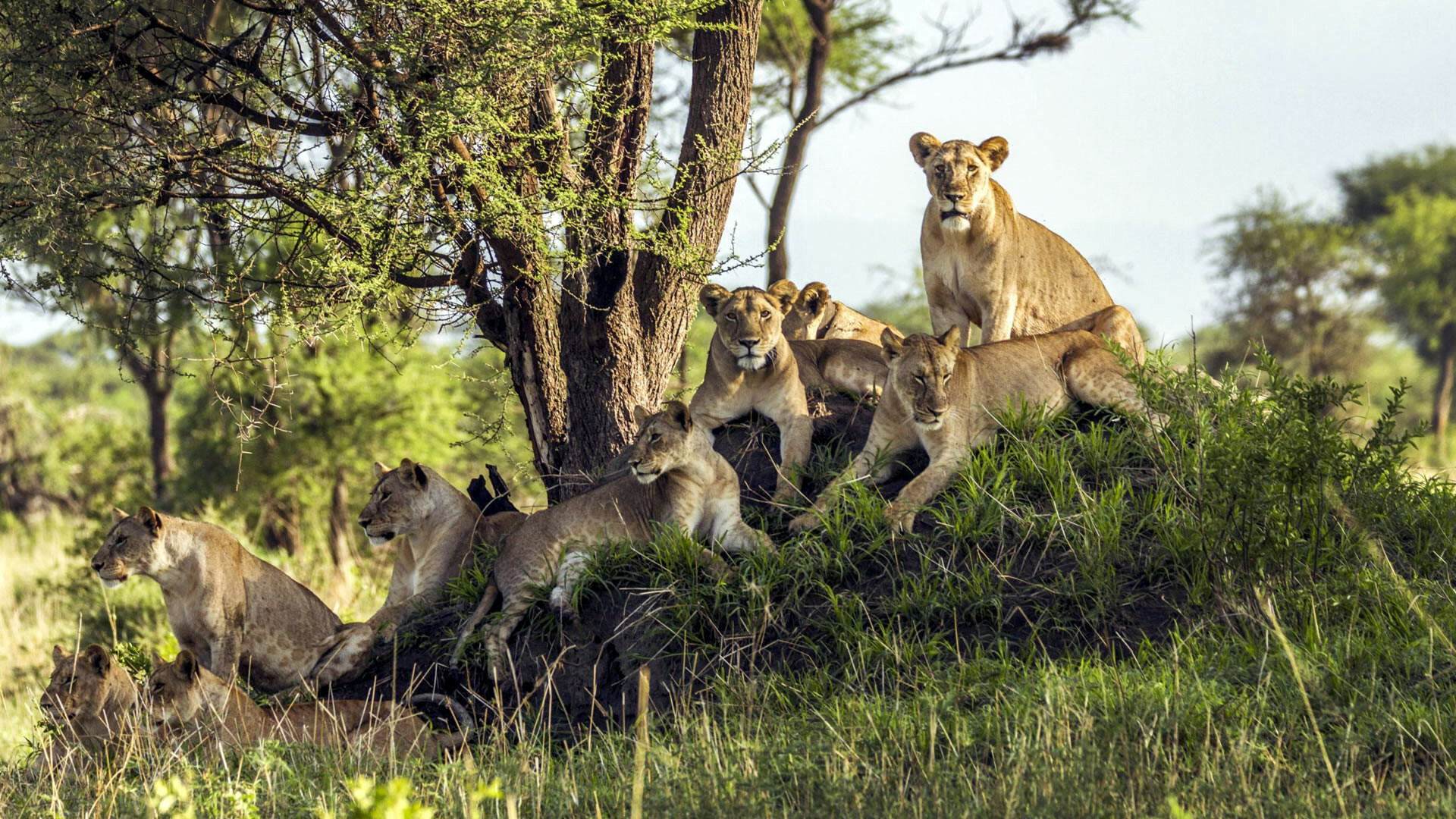4-Day Tanzania Budget Safari Wildlife and Culture